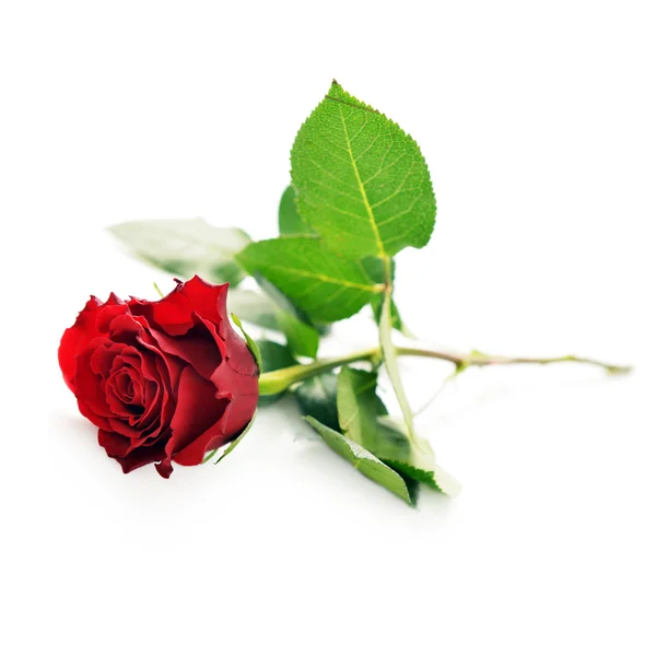Blühende rote Rose — Stockfoto