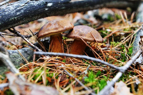 Forest mushrooms in  forest — Stock Photo, Image