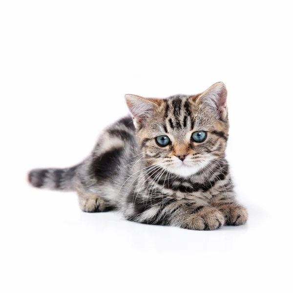 Piccolo gatto carino — Foto Stock