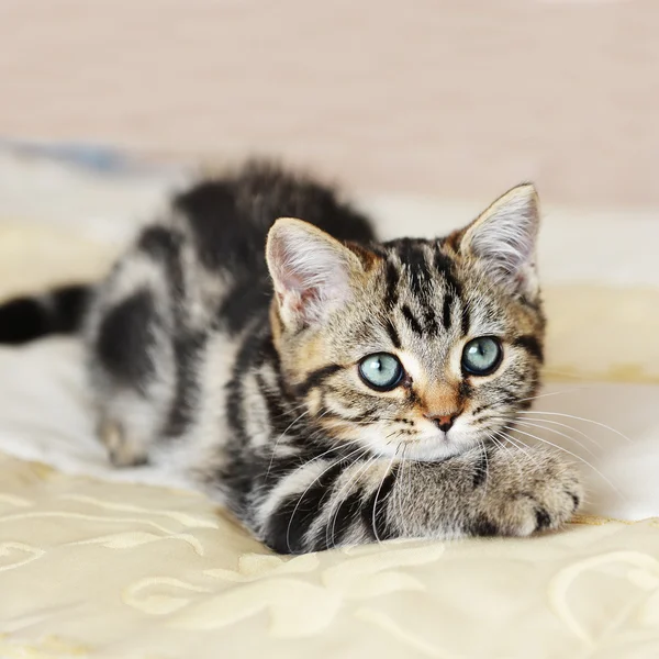 Mały ładny kot — Zdjęcie stockowe