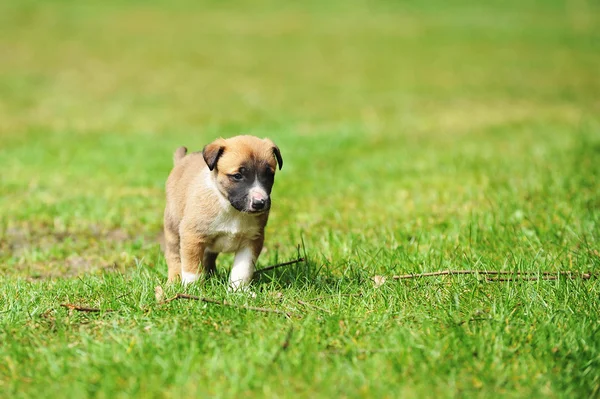 Welpe belgischer Schäferhund malinois — Stockfoto