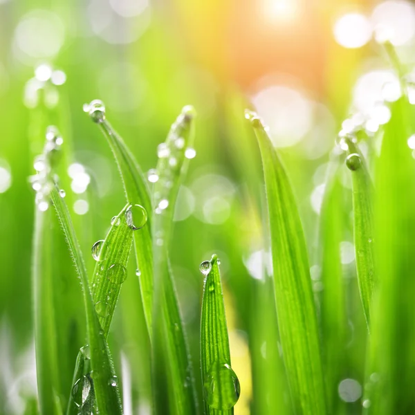 Green grass with water drops — Stock Photo, Image