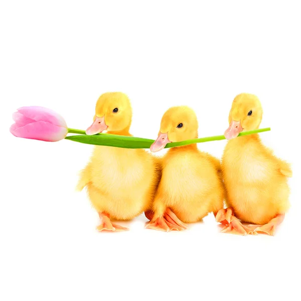 Fluffy patitos celebración tulipanes — Foto de Stock