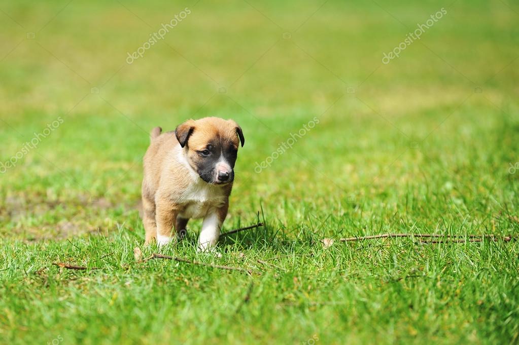 Chiot Berger Belge Malinois Image Libre De Droit Par Taden1 C