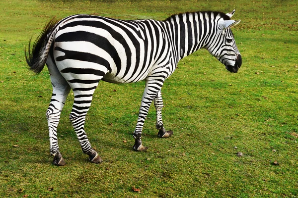 Zebra betar på gräs — Stockfoto