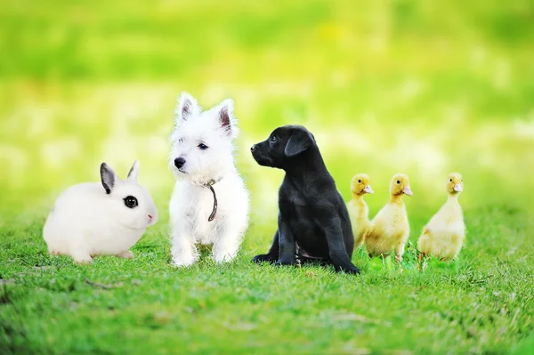 Puppies, ducklings and rabbit