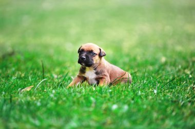 Belçika çoban köpek