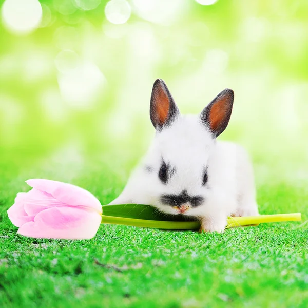 Rabbit with tulip flower — Stock Photo, Image