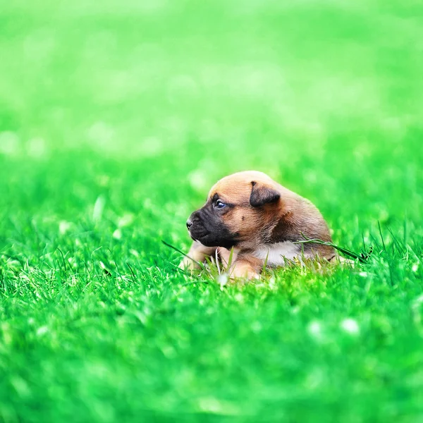 Belçika çoban köpek — Stok fotoğraf