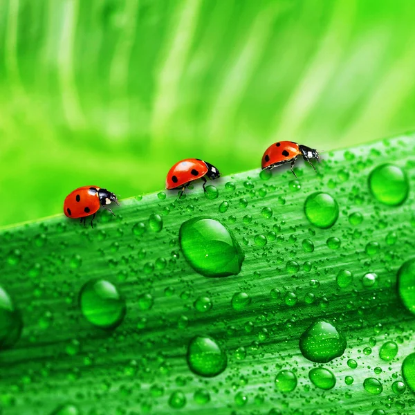 Ladybugs on fresh grass — Stock Photo, Image