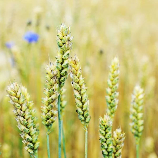 Oren van tarwe in het veld — Stockfoto
