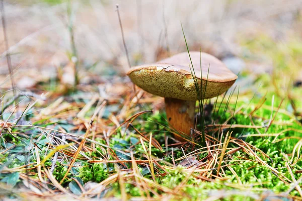 Forest c in autumn forest — Stock Photo, Image