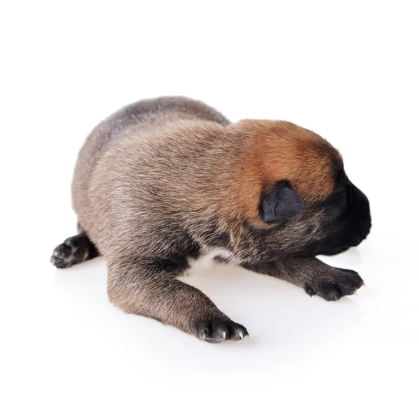Sevimli genç köpek yavrusu — Stok fotoğraf