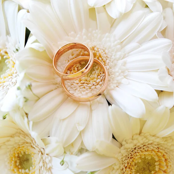 White gerberas and wedding rings — Stock Photo, Image