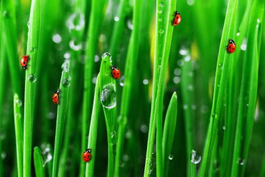 Yeşil çimenlerin üzerinde ladybugs