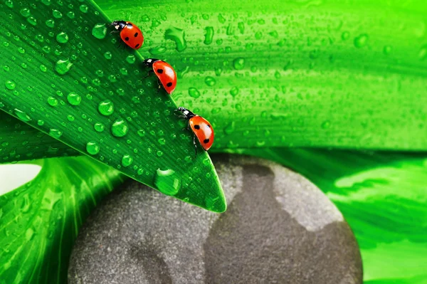 Mariquitas, hoja verde y piedra — Foto de Stock