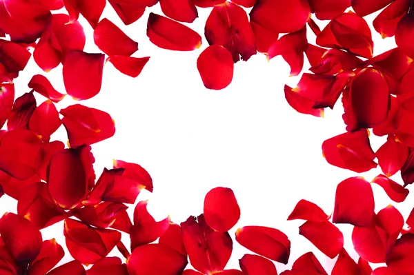 Red petals on white background — Stock Photo, Image