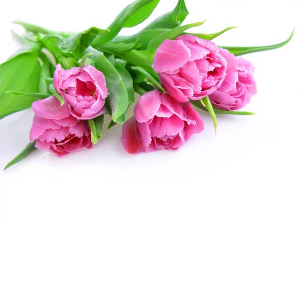 분홍빛 튤립 꽃다발 — 스톡 사진