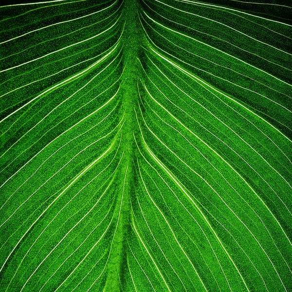 Bright green leaf — Stock Photo, Image