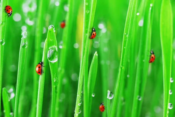 Lieveheersbeestjes op groen gras — Stockfoto