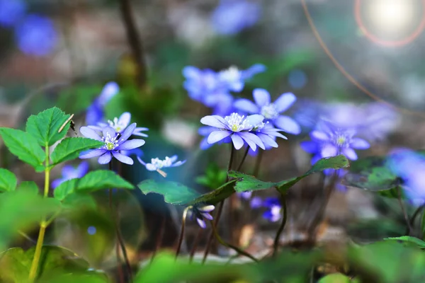 Baharda mavi çiçekler — Stok fotoğraf