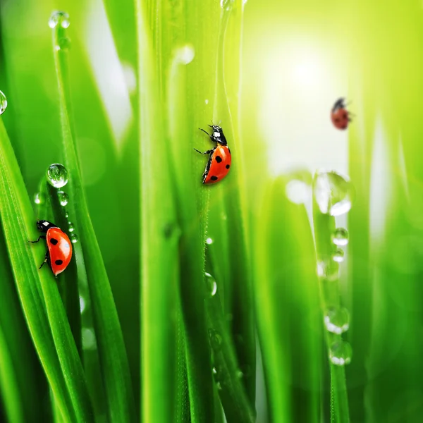 Yeşil çimenlerin üzerinde ladybugs — Stok fotoğraf