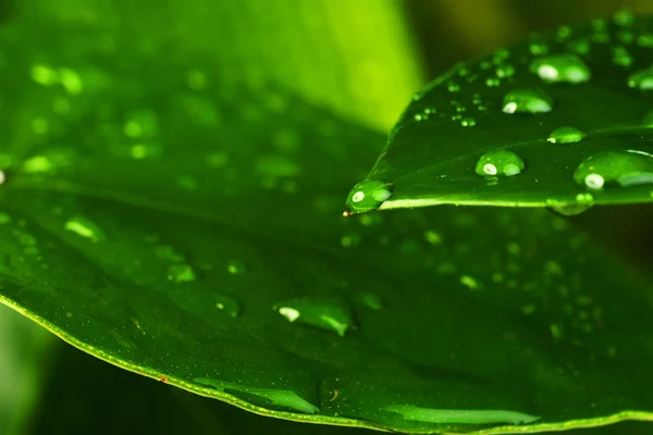 绿色植物叶 — 图库照片