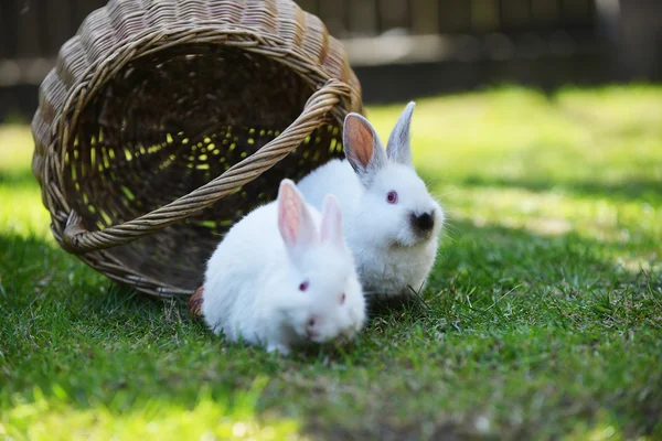 Дві Білі кролики — стокове фото