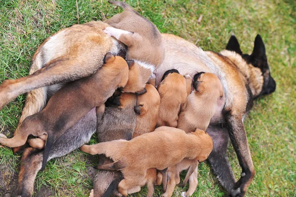 Female dog  with puppies — Stock Photo, Image