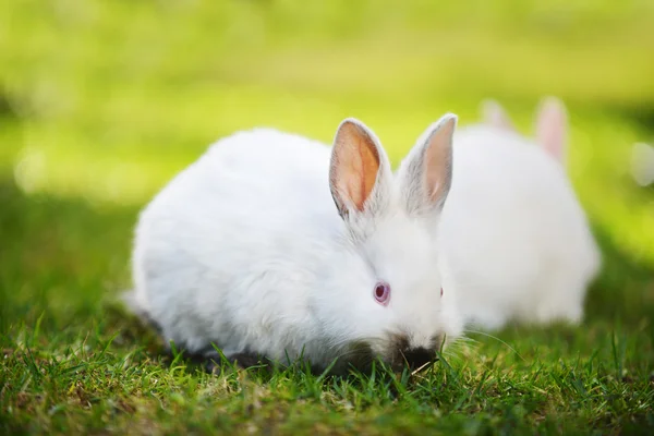 Два смешных белых кролика — стоковое фото