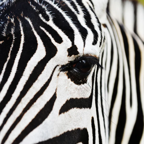 Gros plan de la tête de zèbre — Photo