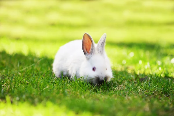 재미 있는 흰 토끼 — 스톡 사진