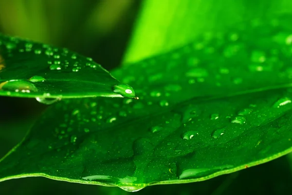 Зелена рослина листя — стокове фото