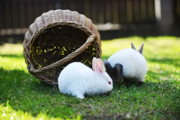 Bílí králíci v košíku — Stock fotografie