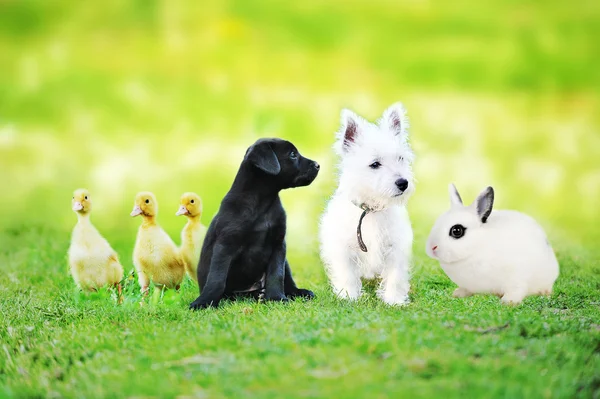 Anatroccoli, cuccioli e conigli — Foto Stock