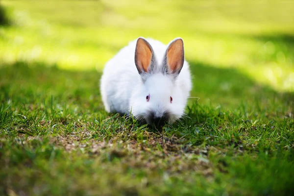 Conejo blanco divertido — Foto de Stock