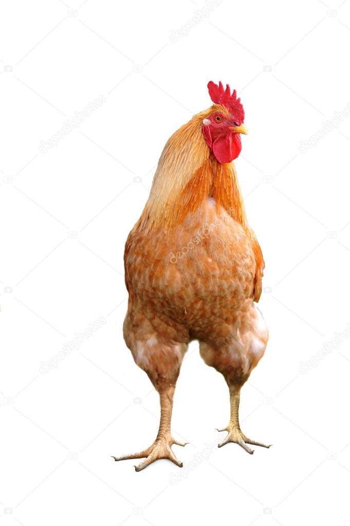 domestic bright cock