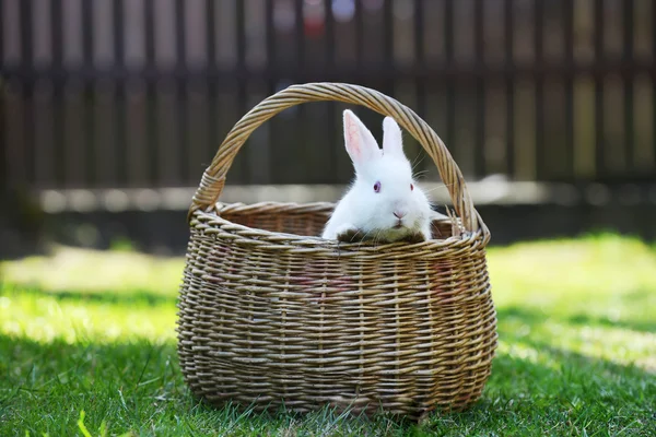 White rabbit in basket — Stock Photo, Image