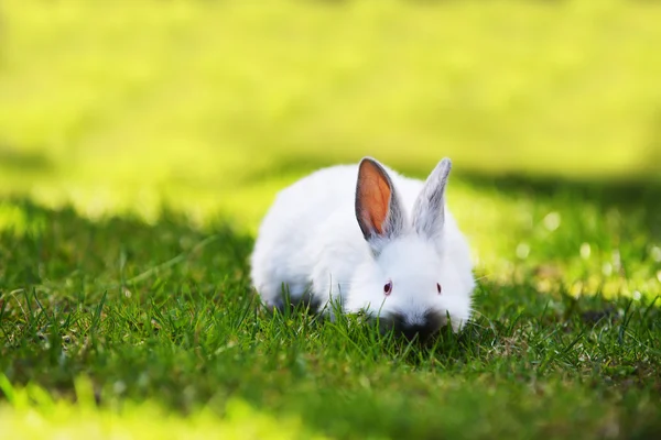 Bílý králík v trávě — Stock fotografie