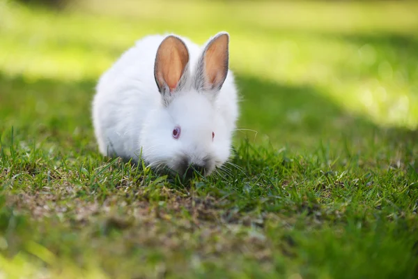 Vit kanin i gräs — Stockfoto