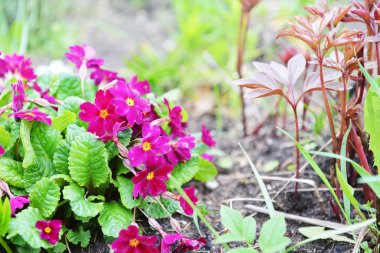 Çuha çiçeği Çiçek bahçesinde