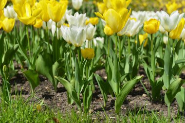 Sarı ve beyaz laleler