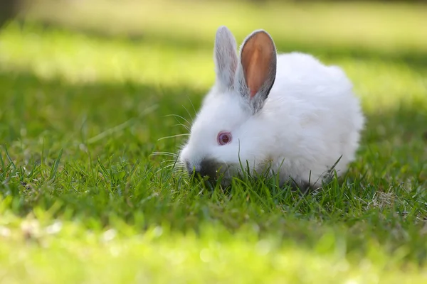 White rabbit in grass — Stock Photo, Image