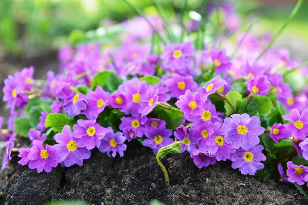 Primrose flowers in garden — Stock Photo, Image