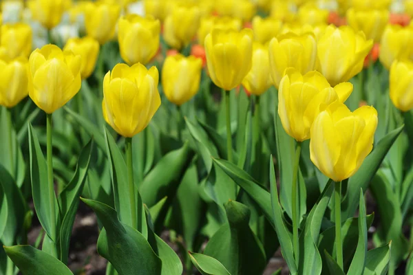 Many yellow tulips — Stock Photo, Image