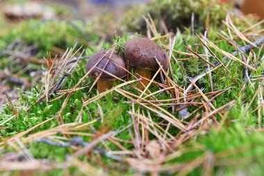 Büyüyen orman mantar