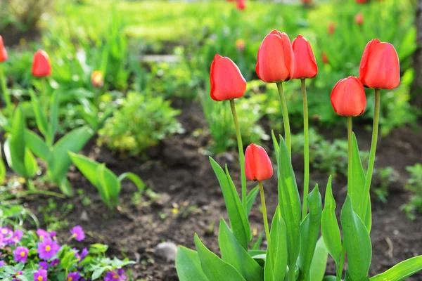 Red tulips  in  garden — Stock Photo, Image