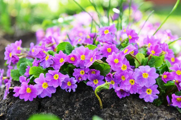 Purple primrose flowers — Stock Photo, Image