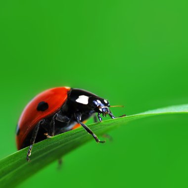 Çim tırmanma kırmızı uğur böceği