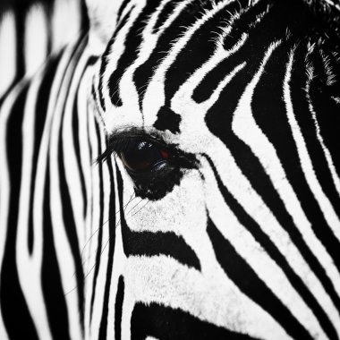 Zebra hayvan yakın çekim